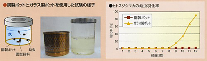 銅製ポットとガラス製ポットを使用した試験の様子の写真とヒトスジシマカの幼虫羽化率のグラス