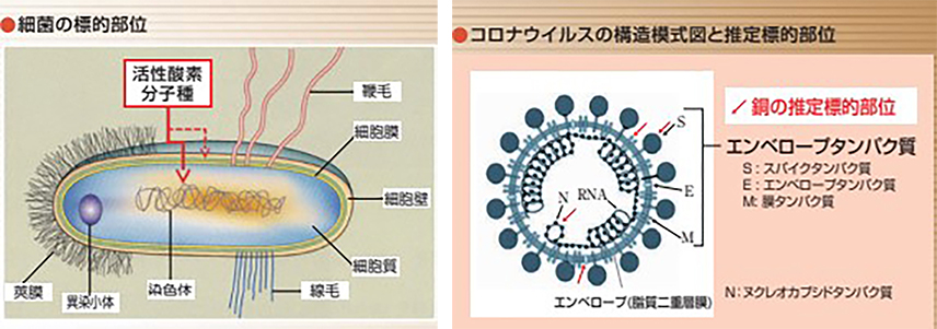 最近の標的部位のイラスト／コロナウイルスの構造模式図と推定標的部位のイラスト