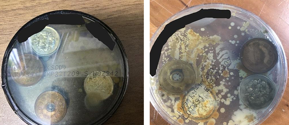 銅の超抗菌性能の実験写真